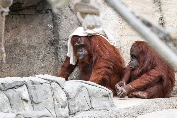 Orangutan Borneano - Pongo pygmaeus — Fotografia de Stock