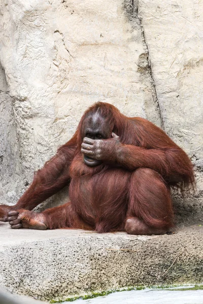 Borneansk orangutang - Pongo pygmaeus — Stockfoto