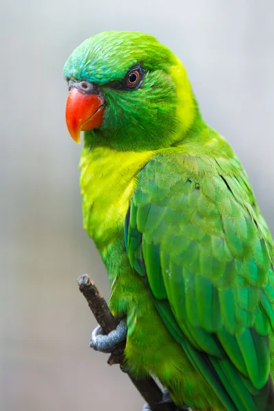 绿色澳洲鹦鹉 — 图库照片