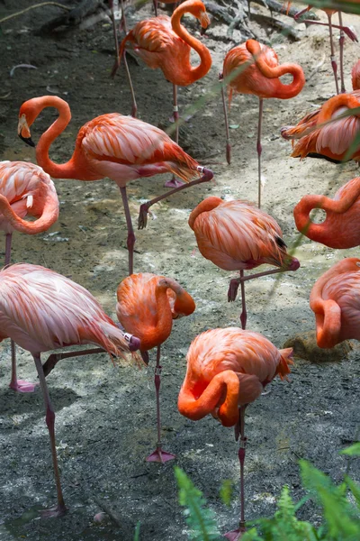 Caribische flamingo — Stockfoto