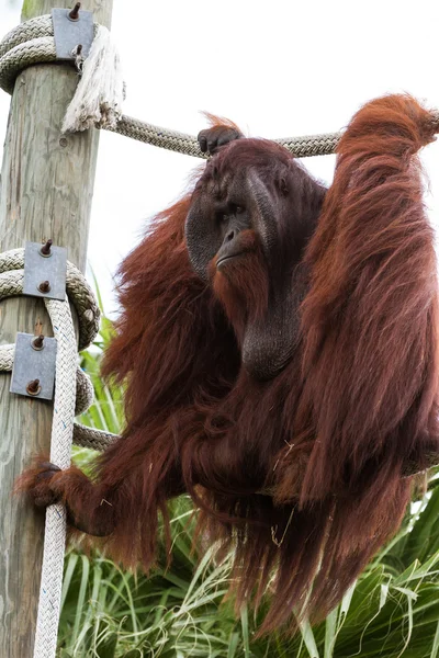 Borneański orangutan - Pongo pigmaeus — Zdjęcie stockowe