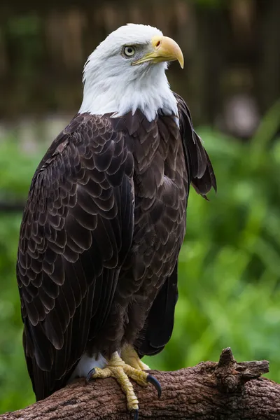 Perched american bald eagle — Stock Photo, Image