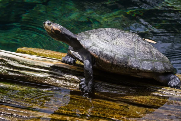 Grote schildpad — Stockfoto