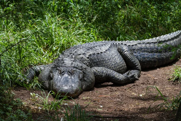 Amerikansk alligator - Stock-foto