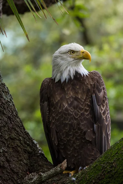 Perched american bald eagle — Stock Photo, Image