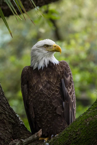 Perched american bald eagle — Stock Photo, Image