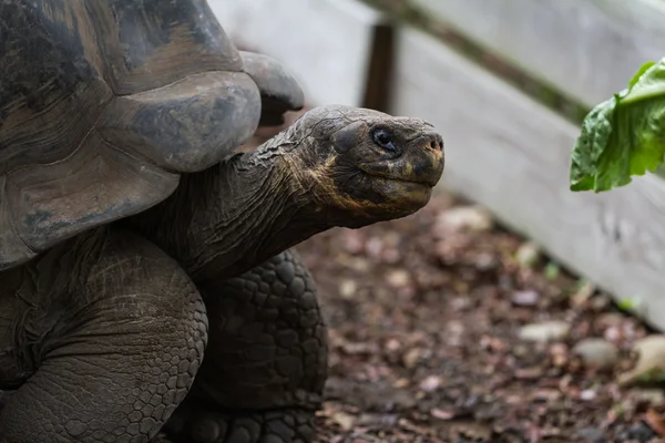 Galapagos tortoise — Stock Photo, Image