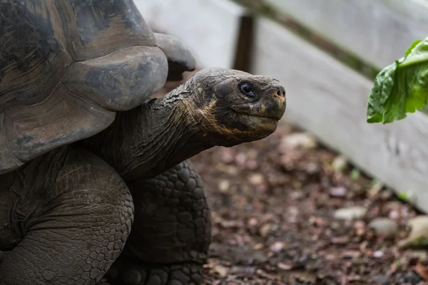 Galapagos-schildpad — Stockfoto