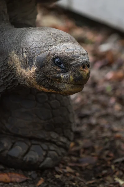 Galapagos kaplumbağası — Stok fotoğraf