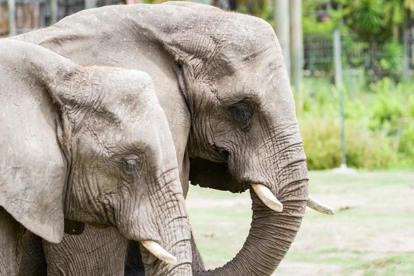 큰 코끼리 — 스톡 사진