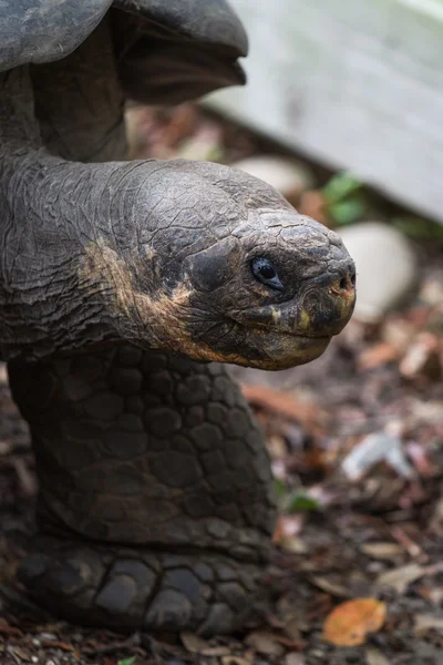 Galapagos-Schildkröte — Stockfoto