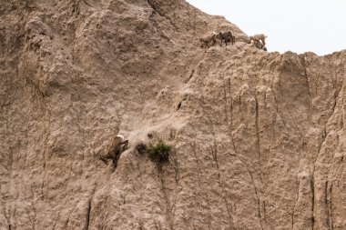 mountain goat on a hillside clipart