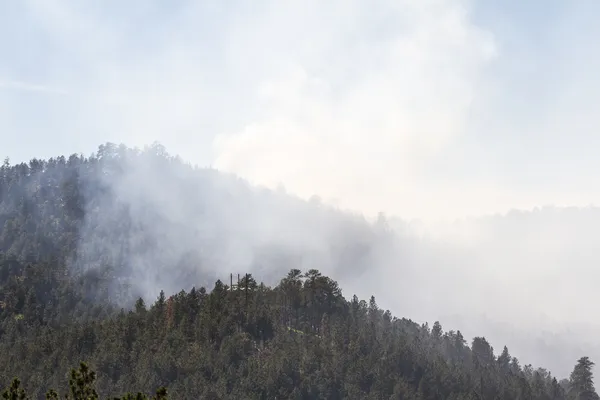 Fumée dans la forêt — Photo