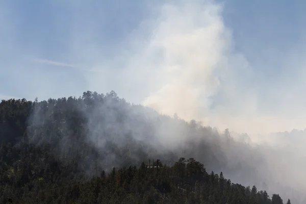 Fumo nella foresta — Foto Stock