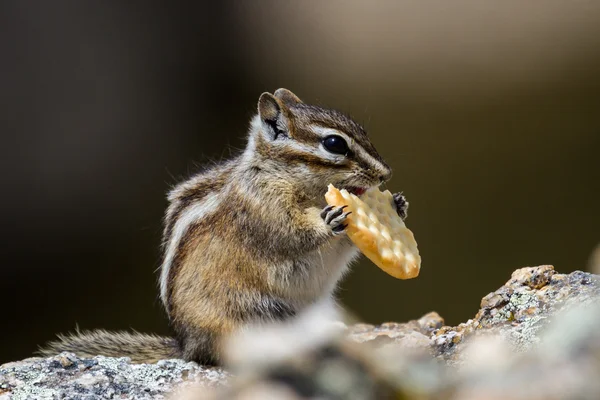 Streifenhörnchen essen — Stockfoto