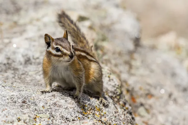 Chipmunk portret — Stockfoto