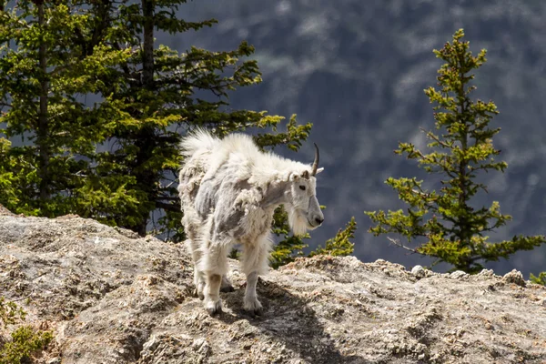 Chèvre de montagne — Photo