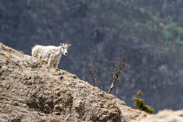 Cabra de montanha — Fotografia de Stock