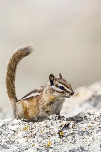 Chipmunk portret — Stockfoto