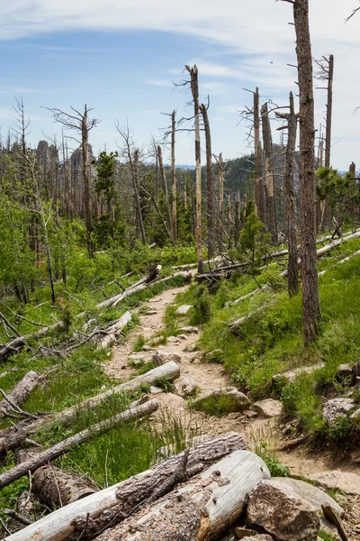 Death in the black hills — Stock Photo, Image