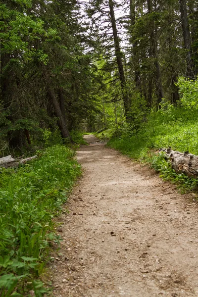 Nature trail — Stock Photo, Image