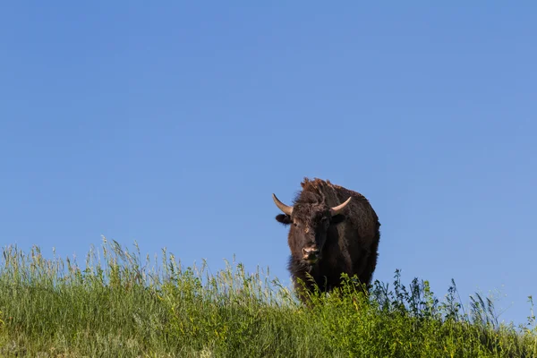 Bisonte solitario — Foto de Stock