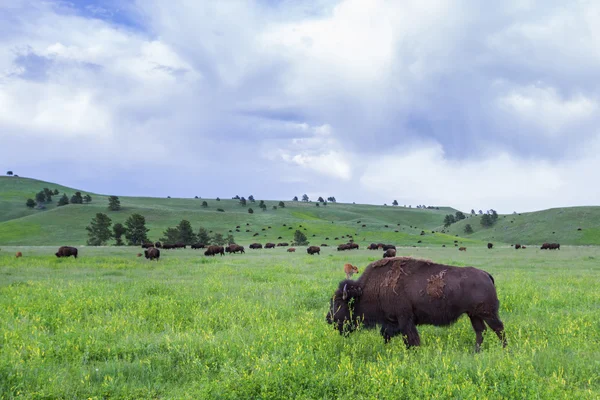 Búfalo americano — Foto de Stock