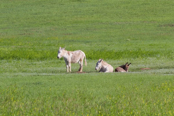 Wild burros — Stock Photo, Image