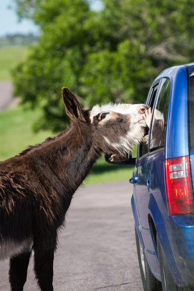 Wild burros on the road — Stock Photo, Image