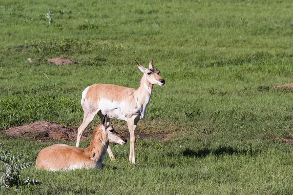 Antilope a corno appuntito — Foto Stock