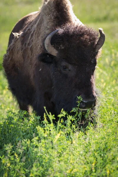 Buffalo sau Bison — Fotografie, imagine de stoc
