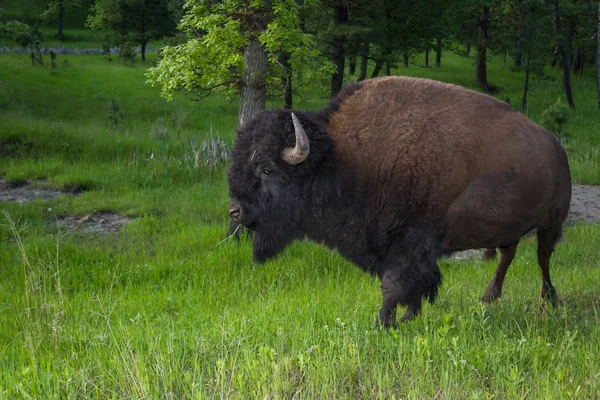 Búfalo americano macho adulto — Foto de Stock