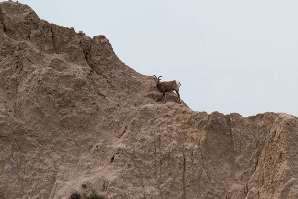 Bir yamaca dağ keçisi — Stok fotoğraf