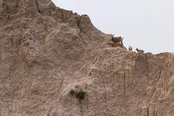 Гірський козел на схилі пагорба — стокове фото