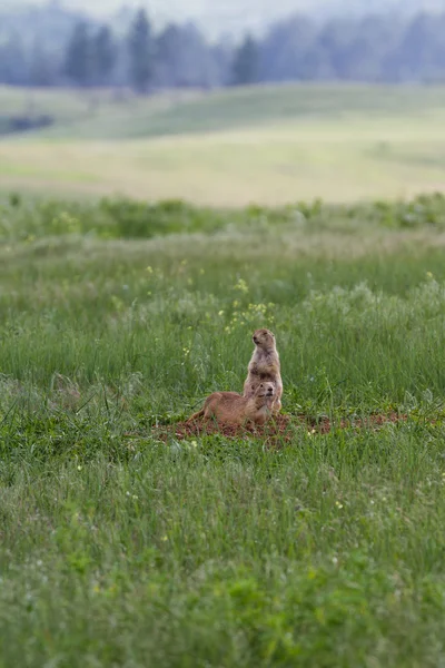 Black tailed prairie dogs — Stock Photo, Image