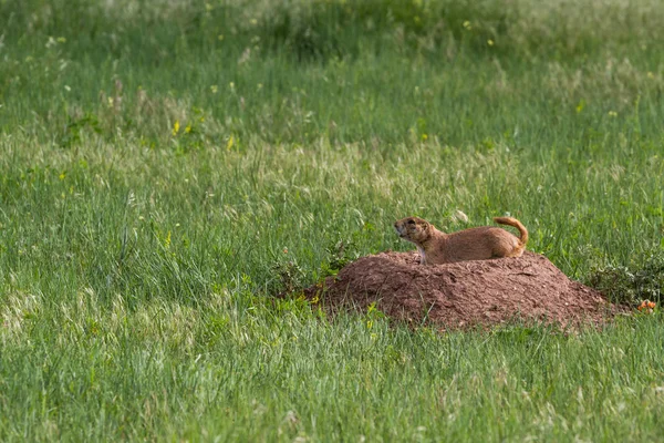 Černoocasý prérie pes — Stock fotografie