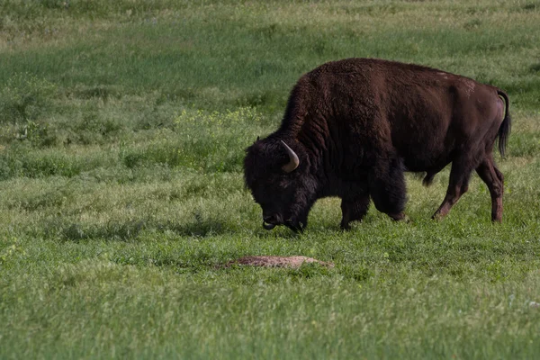 Manliga buffalo — Stockfoto