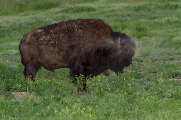 Erkek buffalo — Stok fotoğraf