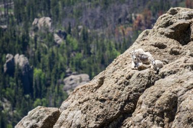 dağ keçilericabras de montaña