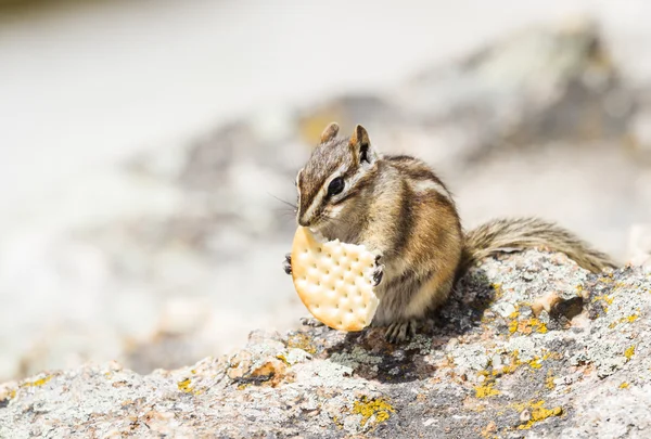 Streifenhörnchen essen — Stockfoto