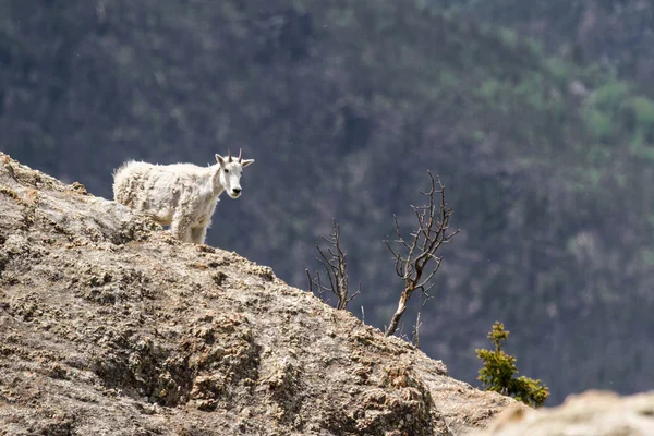 Capra di montagna — Foto Stock