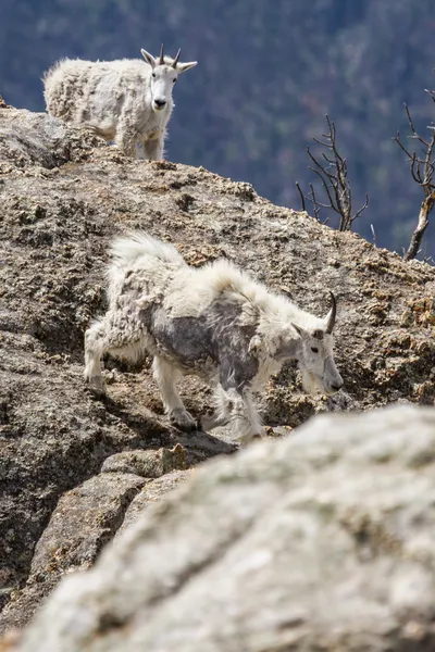 Chèvres de montagne — Photo