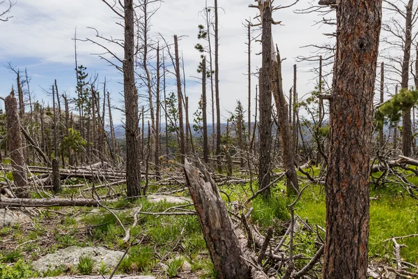 Death in the black hills — Stock Photo, Image