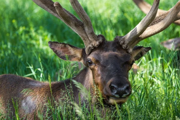 American elk — Zdjęcie stockowe