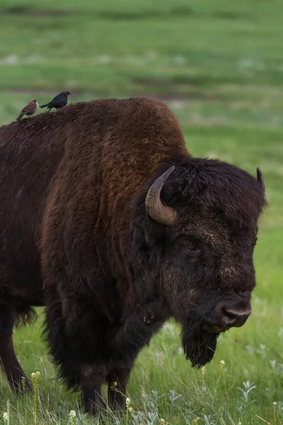 Americký bufalo — Stock fotografie