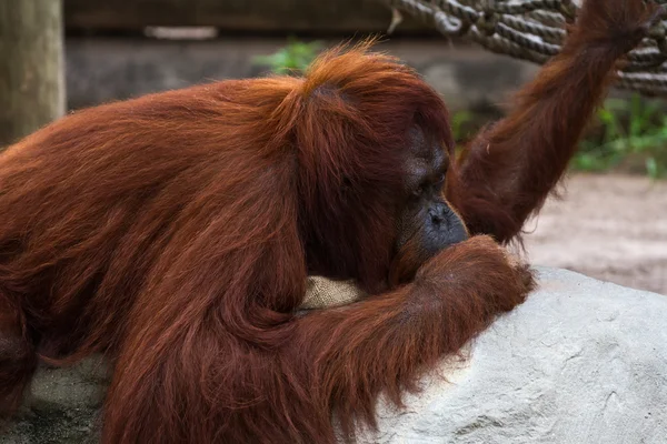 Orang-outan de Bornéo - Pongo pygmaeus — Photo