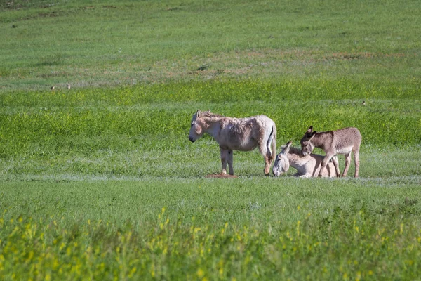 野生の burros — ストック写真