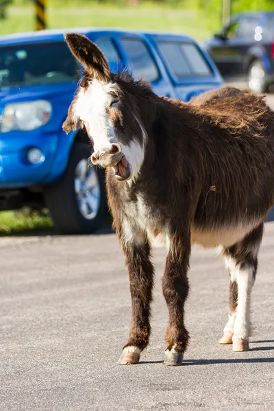 Burros salvajes en la carretera — Foto de Stock