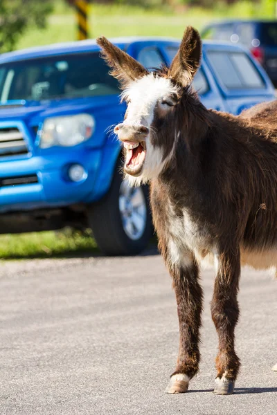 Burros salvajes en la carretera — Foto de Stock