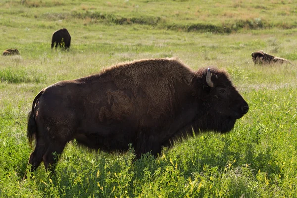 Buffalo sau Bison — Fotografie, imagine de stoc